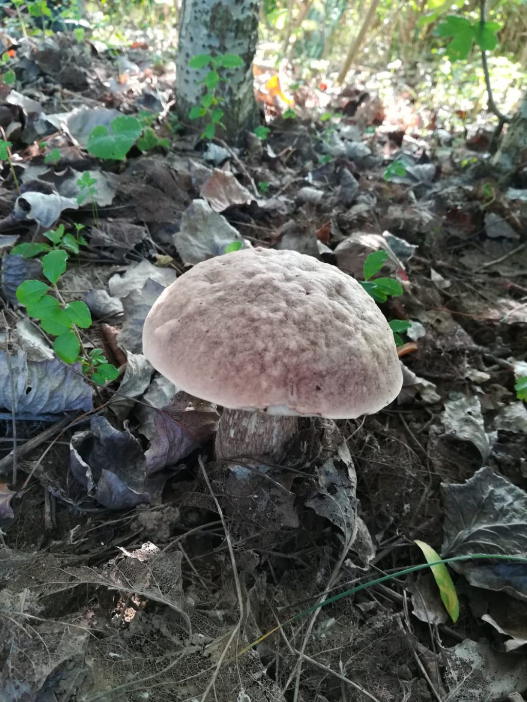 Fungo da determinare